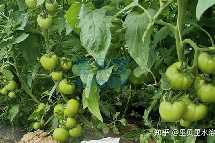 西红柿膨果期用什么肥料好？西红柿挂果期怎么用肥料？