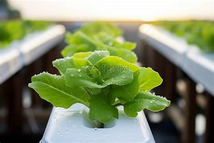 玉米后期追什么肥料好