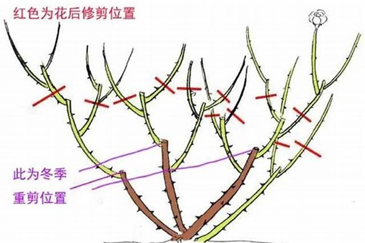 月季花修剪后施什么肥
