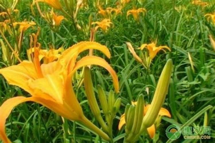 大蒜专用肥什么最好