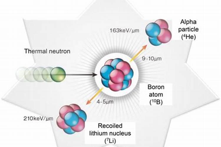 小麦瘪粒不结实,拔节后喷2次硼肥,籽粒颗颗饱满,增产明显