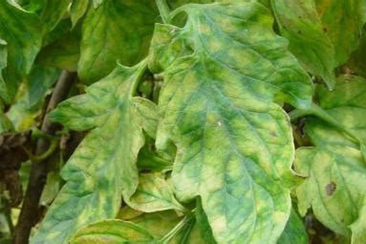 草莓不长叶子怎么办