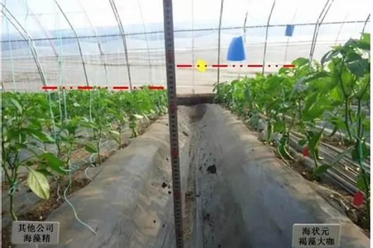 栀子花基肥放什么肥料？基肥怎么施？