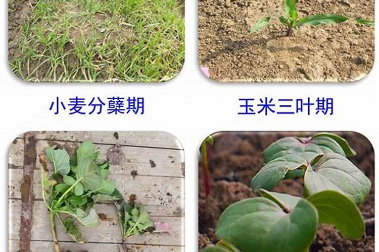 在施肥上为什么要抓住两个关键时期