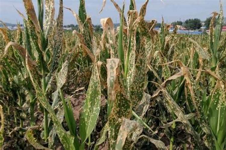 磷酸二氢钾烧叶子怎么办