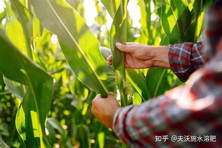 磷酸二氢钾用量大了怎么补救