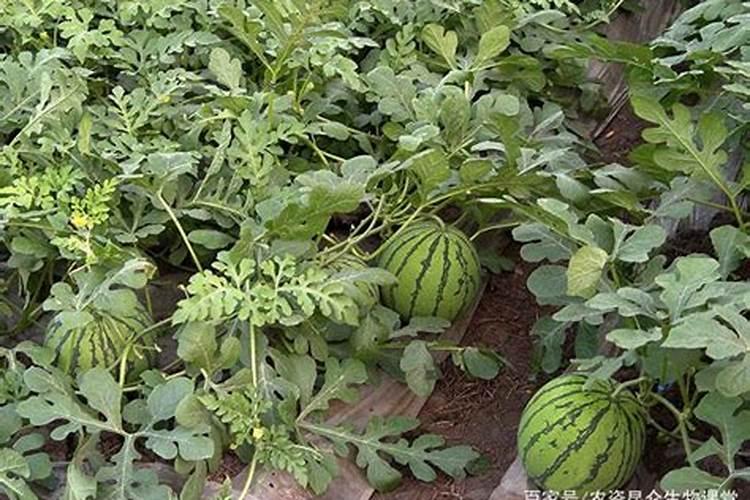西瓜膨果期用什么复合肥好？西瓜结果期打什么叶面肥长的快？