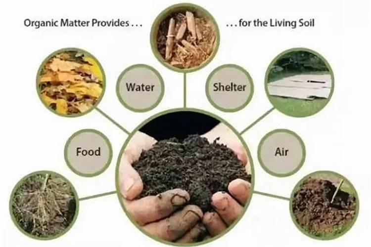 兰花有一种很小的飞虫 喷什么好