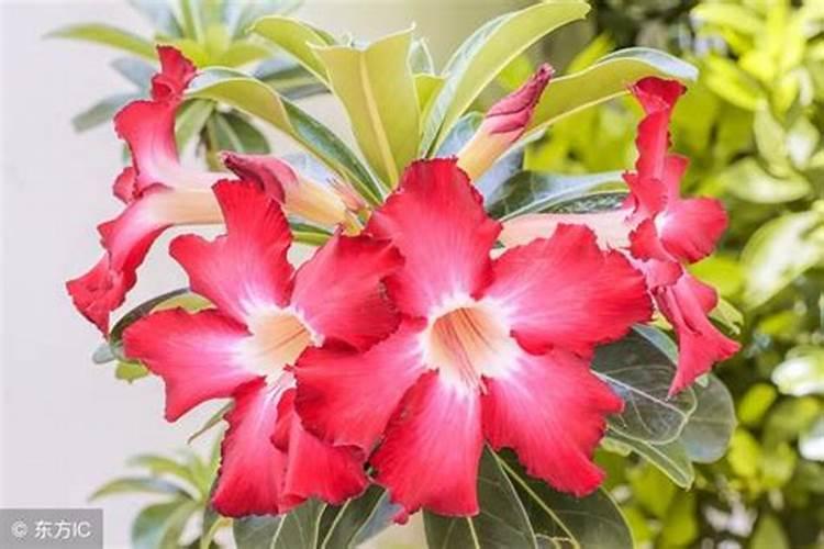 荔枝施什么肥好