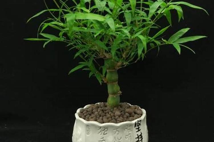 罗汉竹盆景怎么养护