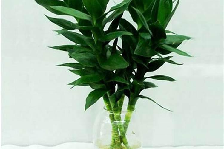 罗汉竹盆景怎么养 罗汉竹盆景养植方法