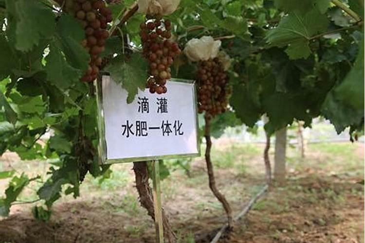 国内比较好水溶肥厂家有哪些