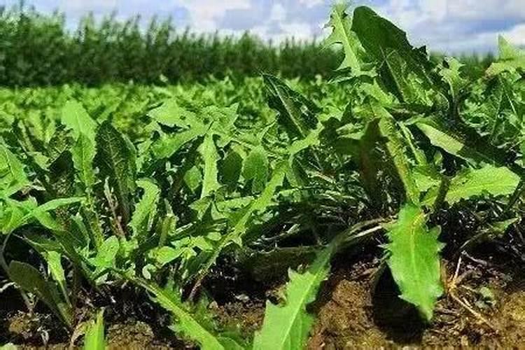 未发芽的蒲公英种子需要阳光吗？