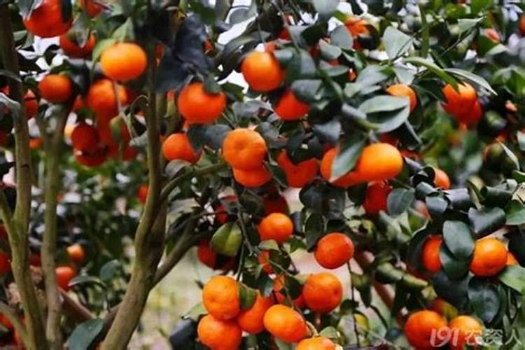 柑橘果实膨大期追肥:磷钾肥增甜膨大调色师着色靓果