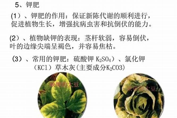 菜叶发黄是缺什么肥？