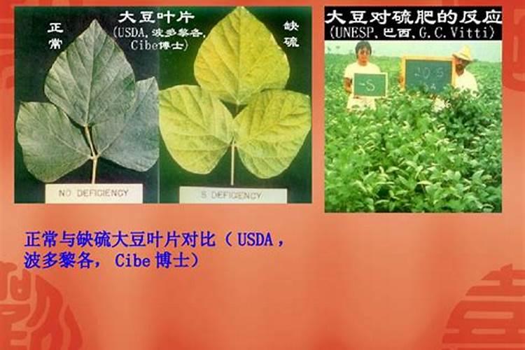 花椒树需要什么肥料？