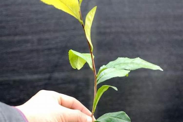 武威金仓生物科技有限公司怎么样？