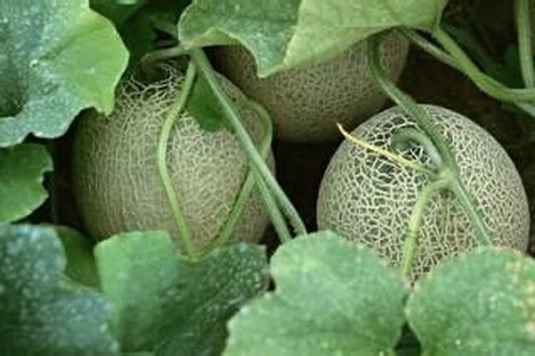 甜瓜授粉15天后冲平衡肥还是高钾肥好？