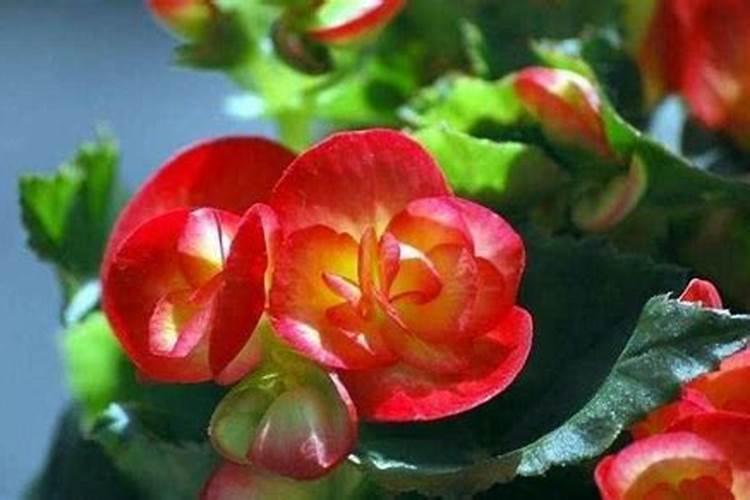 玻璃海棠爆盆方法