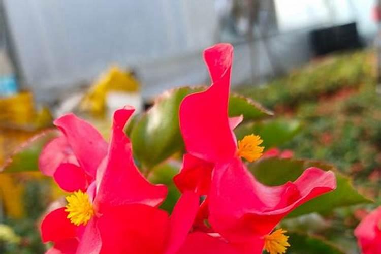 玻璃海棠花怎么养才长得好