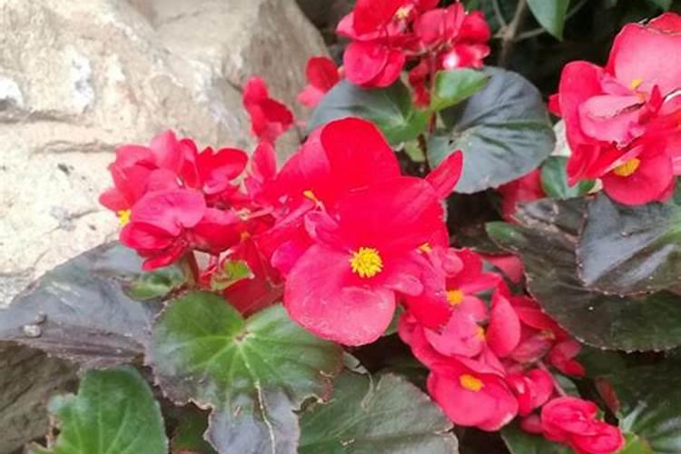 玻璃海棠花怎么养才能开花