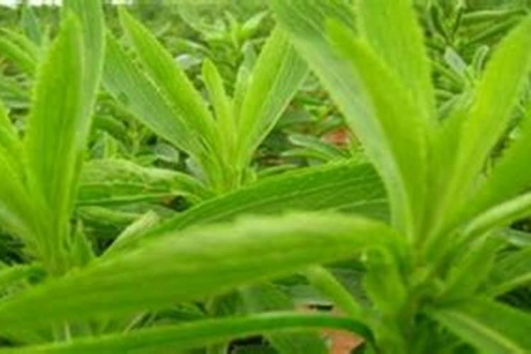 辣椒保花保果用什么药最好