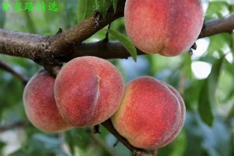 作物使用鱼蛋白肥会有什么效果？