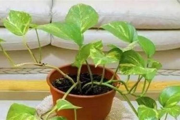 复合肥可以浇绿萝吗