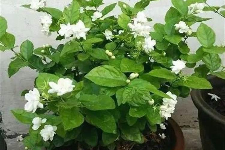 茉莉花浇什么肥料