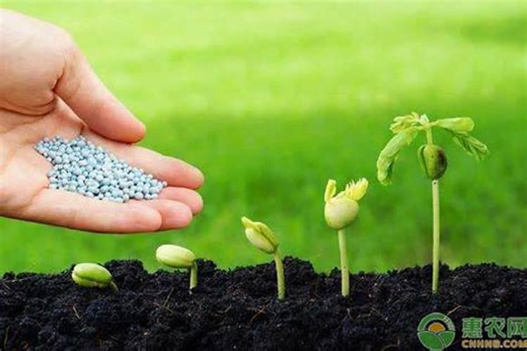 西红柿膨果用哪种叶面肥？需注意什么