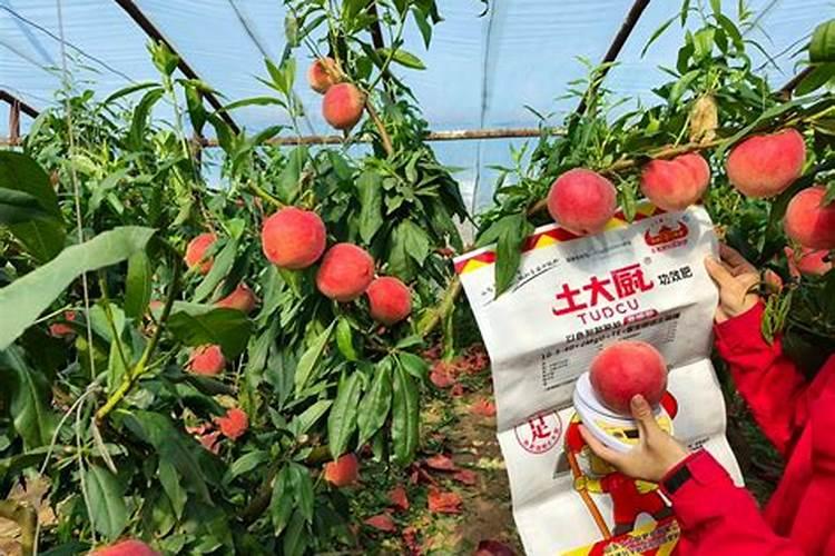 大棚油桃膨大期的管理