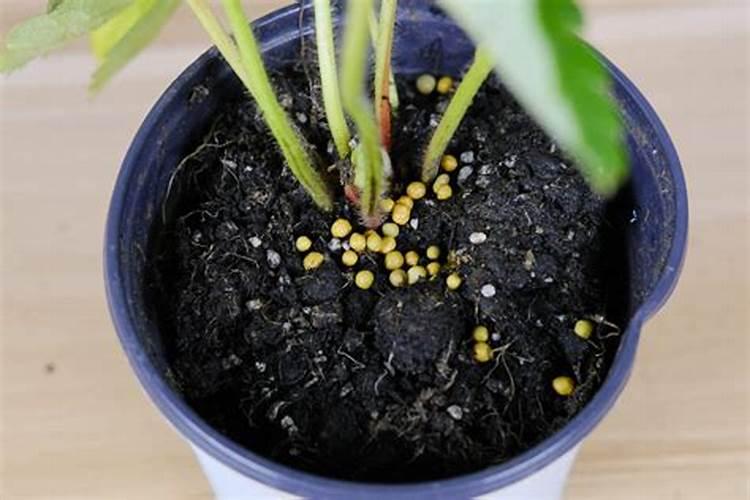 木本花施什么肥？