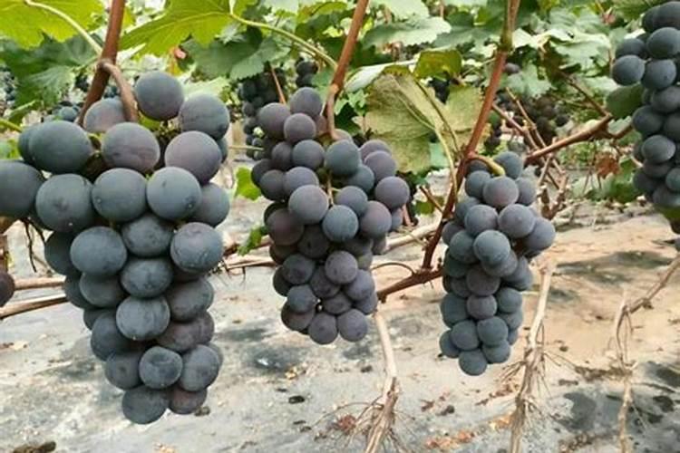 巨峰葡萄成熟期追什么肥料最好