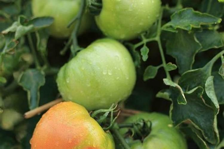 西红柿什么时候浇钙肥