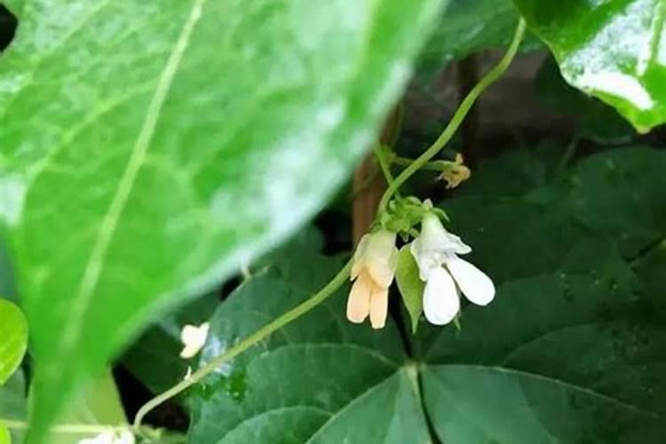 四季豆怎么种植才高产