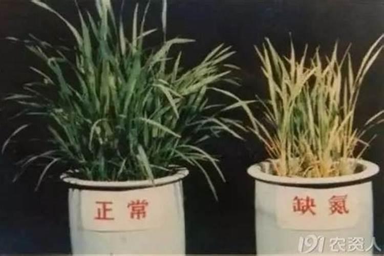 什么是氮肥氮肥的种类及作用