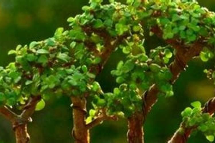 金枝玉叶施什么肥长的快 需要注意什么