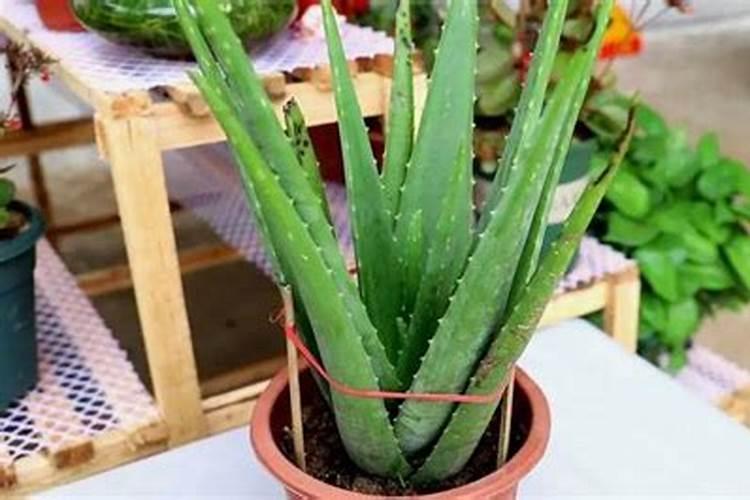 施什么肥能使植物的根、茎粗壮,叶片增厚,变得很有硬度