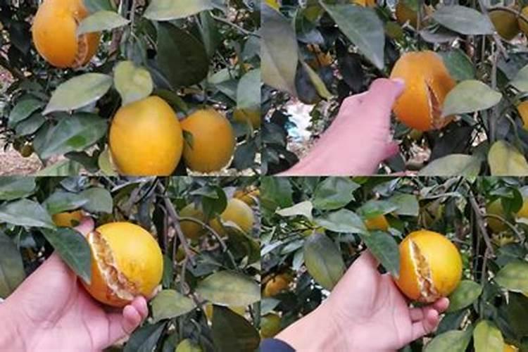 种植小麦提前几天撒上肥料在耕地可以吗？