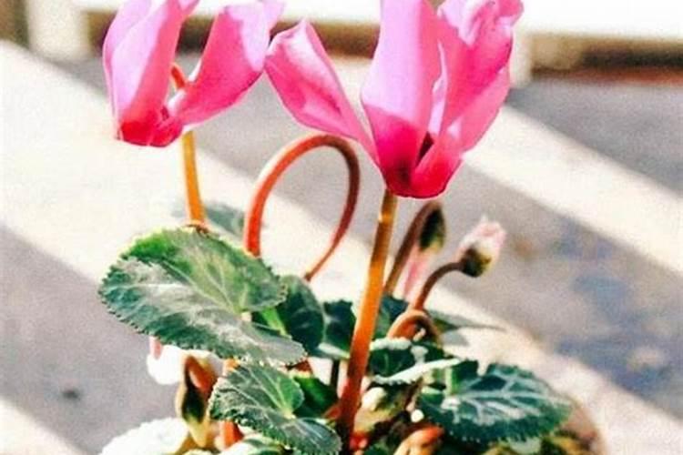 旱稻施肥的正确方法