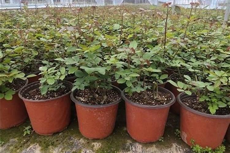 月季花移栽后多久可以施肥