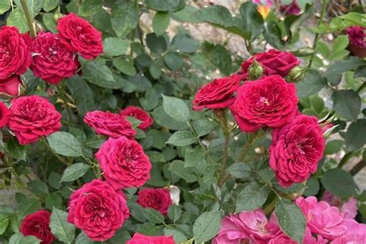 月季移栽多久施肥 月季移植后应当何时施肥？