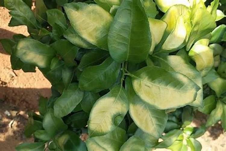 春季柑橘琳树发芽前可以喷施硼肥吗？