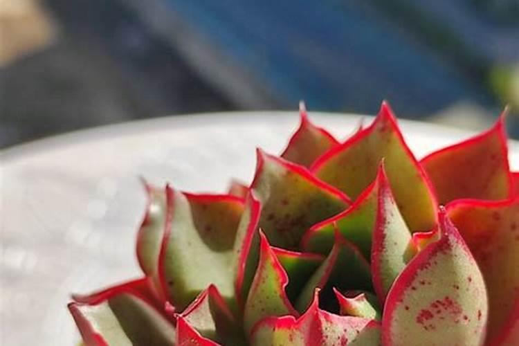 多肉十二卷怎么养才长得好 多肉十二卷如何养护