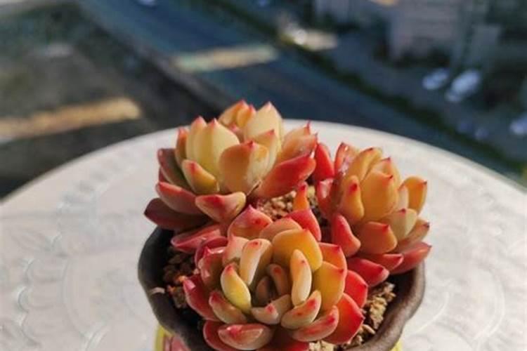 十二卷多肉怎么养长的好