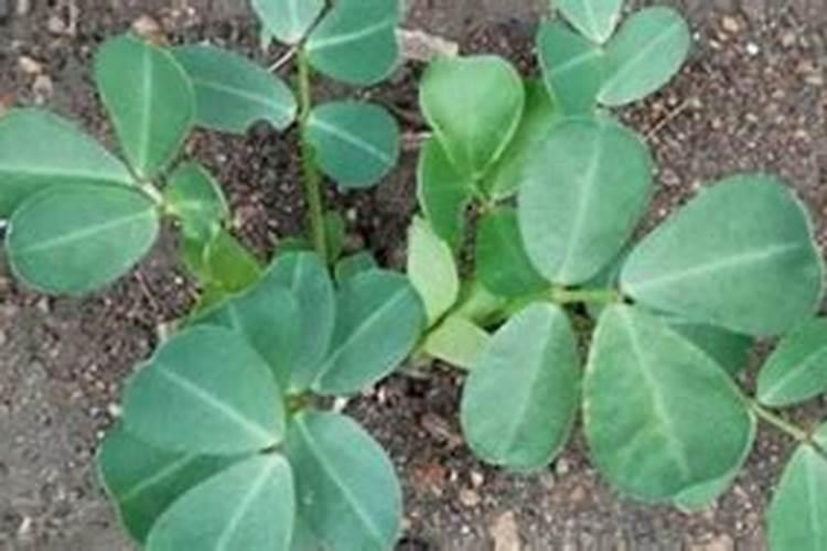 大白菜施肥用什么肥好