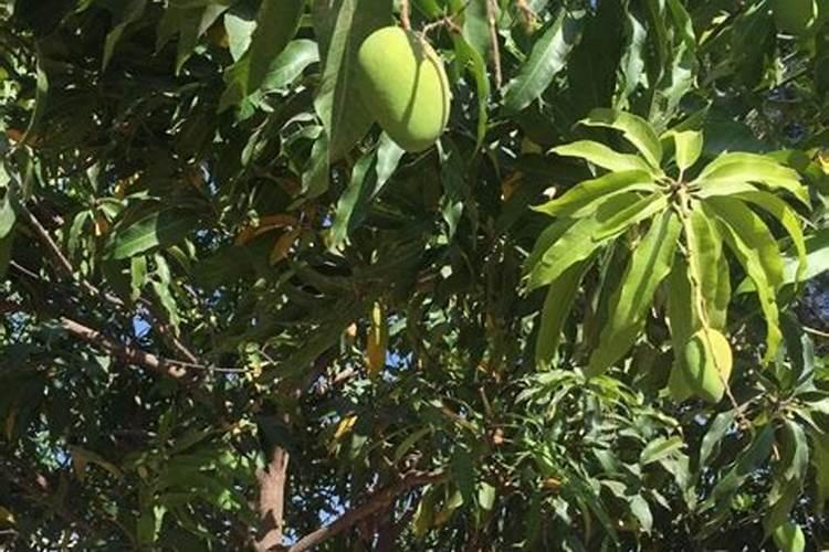芒果树用什么肥料最好？黑老虎芒果生态种植方案!