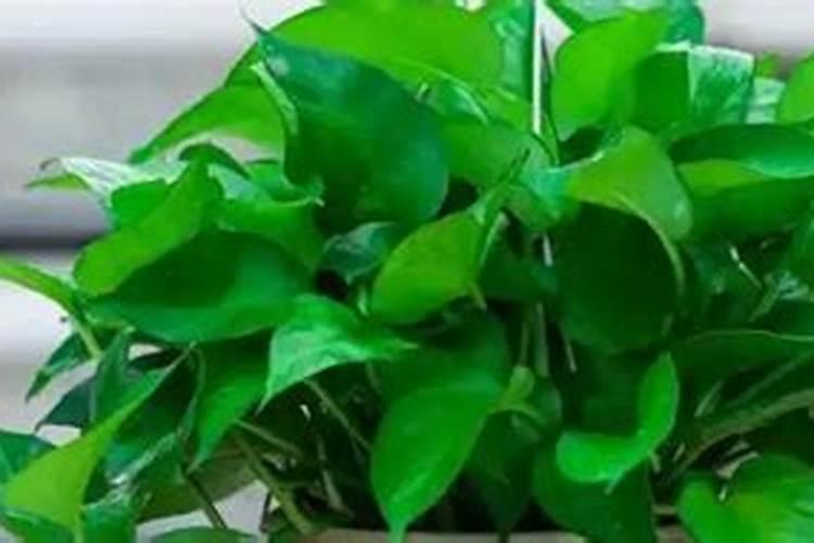 荔枝盆栽多久浇水 荔枝盆栽浇水间隔时间要求