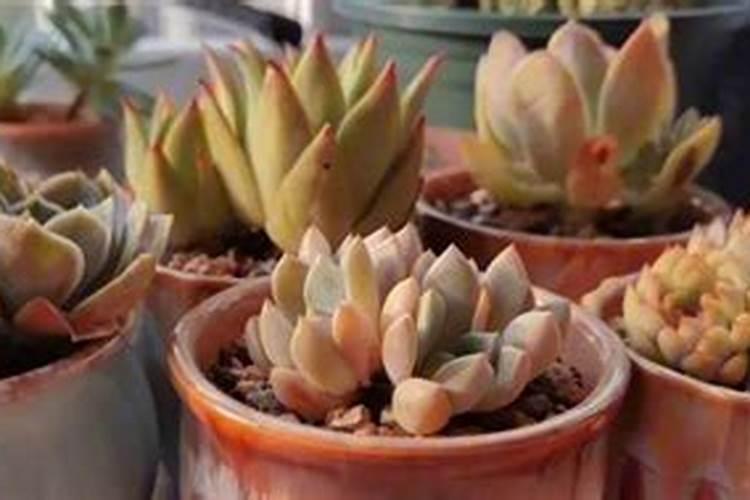 大白菜怎样喷白醋