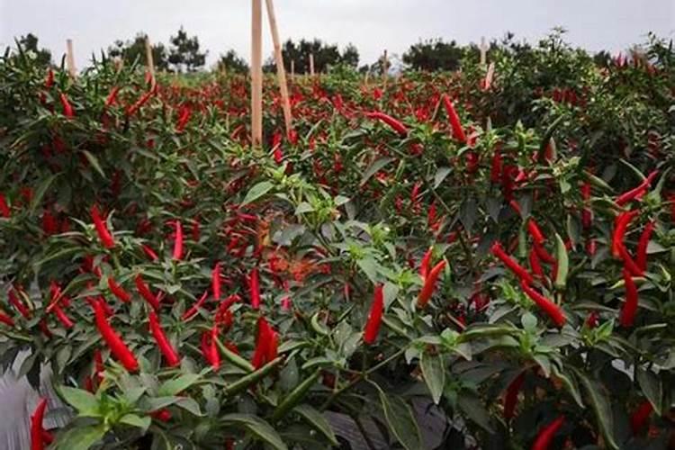 大白菜怎样喷白醋